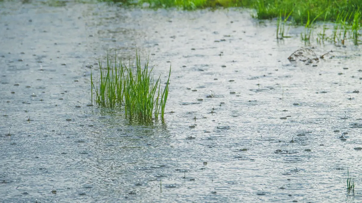 Rain falling on a lawn